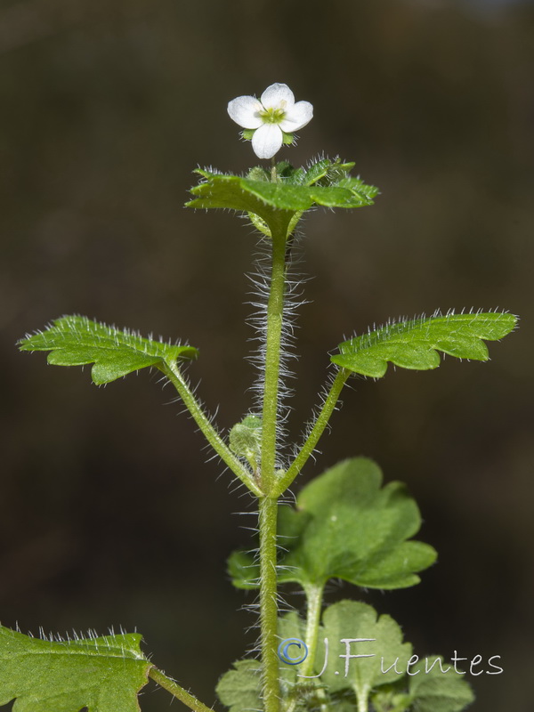 Veronica cymbalaria.04