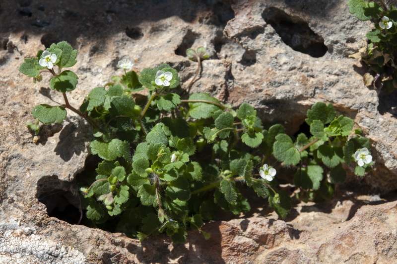 Veronica cymbalaria.05