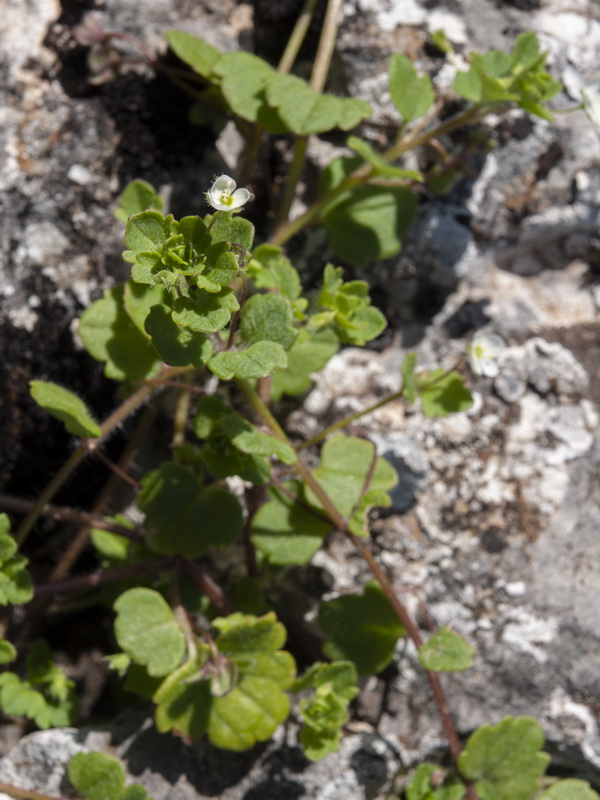 Veronica cymbalaria.08