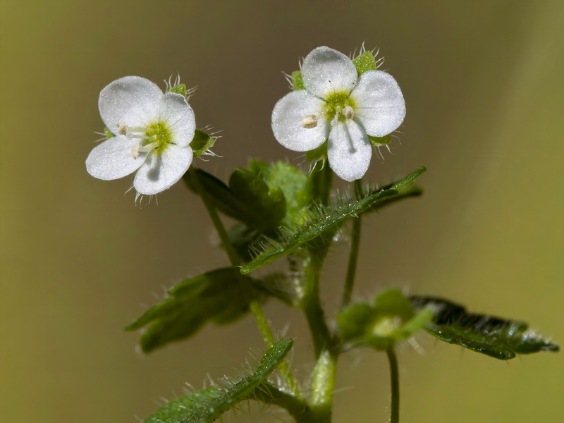 Veronica cymbalaria.09