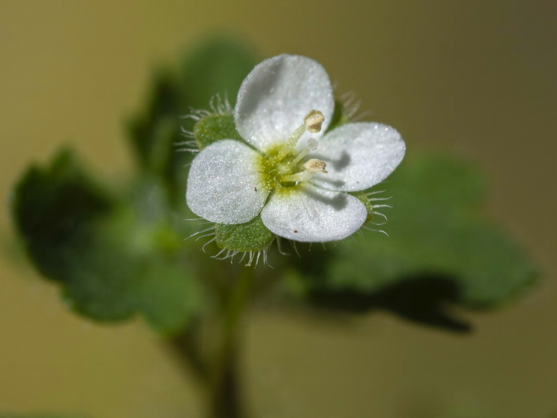 Veronica cymbalaria.13