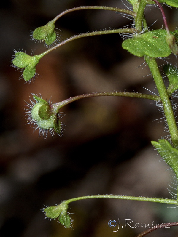 Veronica cymbalaria.14