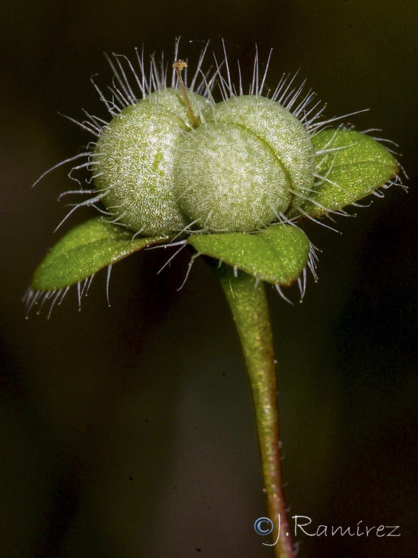 Veronica cymbalaria.16
