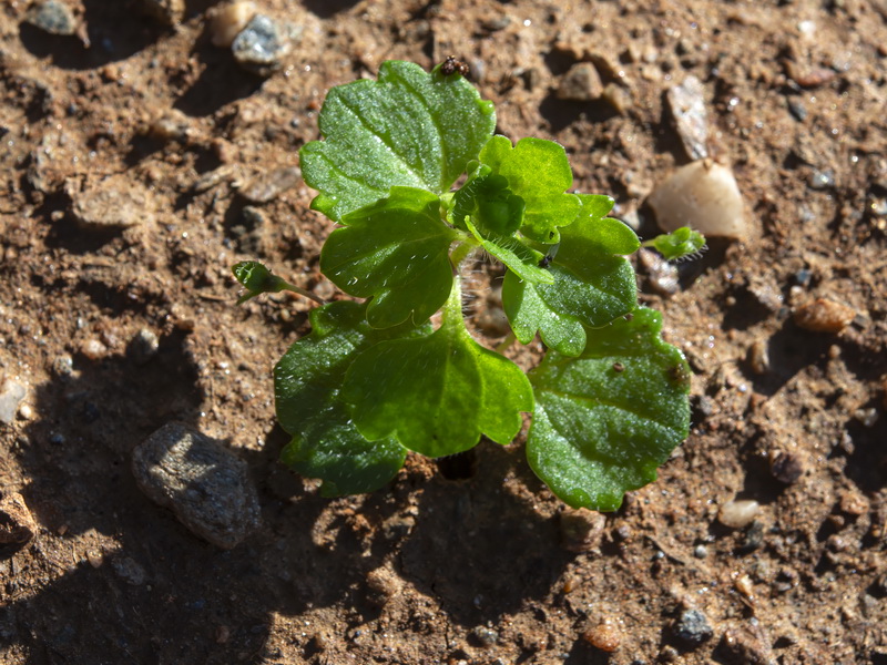 Veronica cymbalaria.17