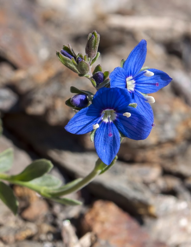 Veronica fruticans.02