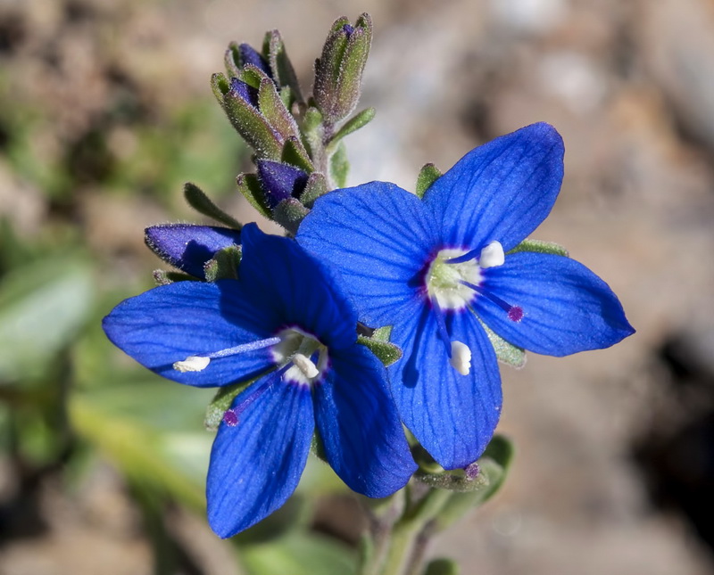 Veronica fruticans.03