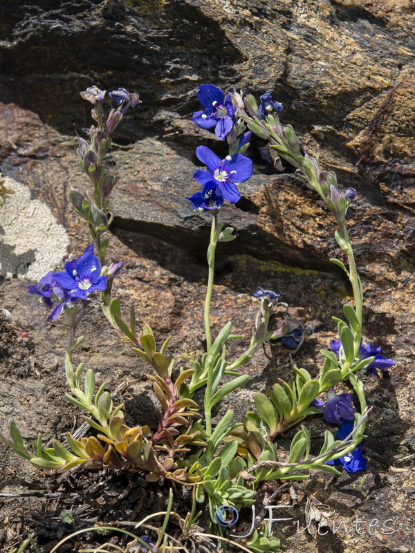 Veronica fruticans.04