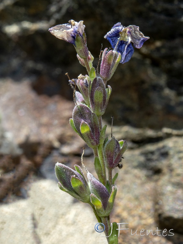 Veronica fruticans.05