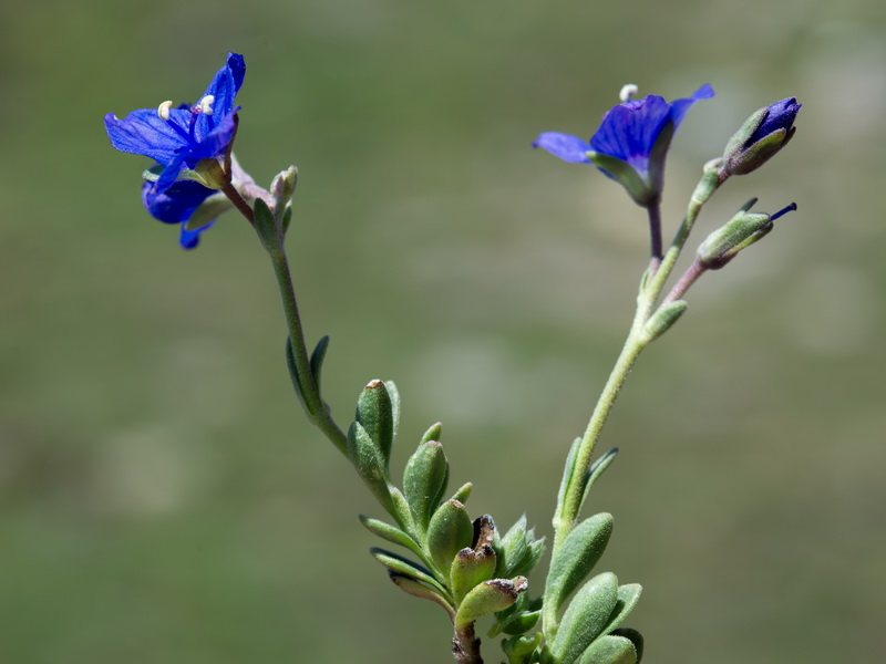 Veronica fruticans.10
