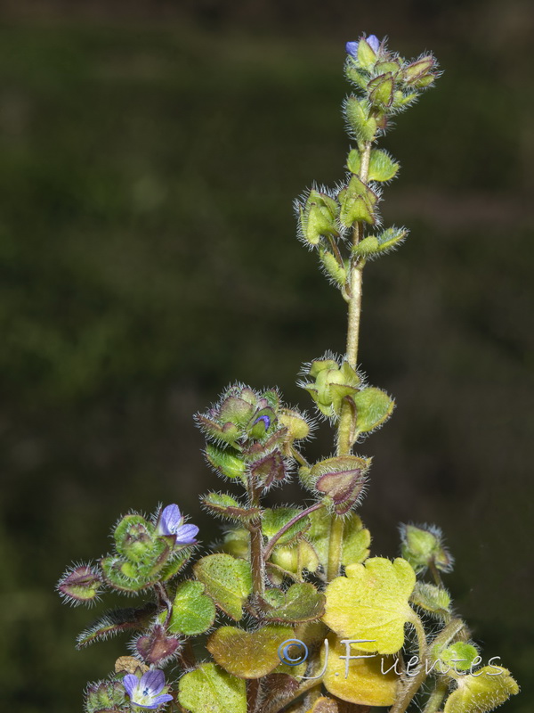 Veronica hederifolia.01