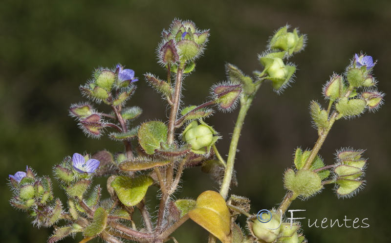 Veronica hederifolia.02