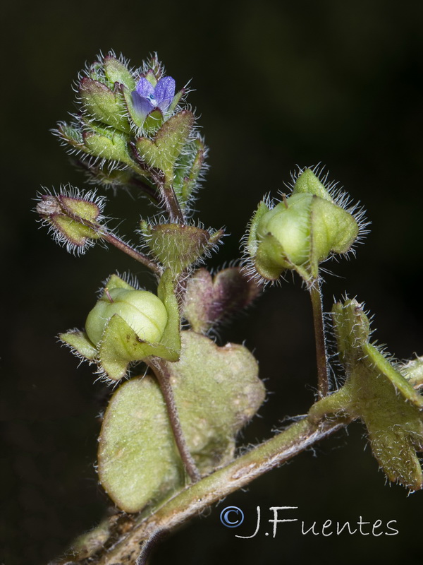 Veronica hederifolia.07