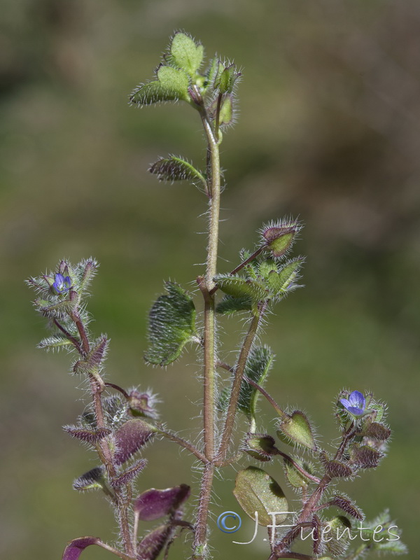 Veronica hederifolia.09