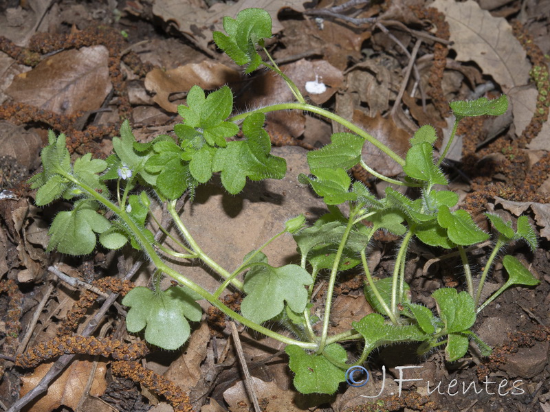 Veronica hederifolia.10