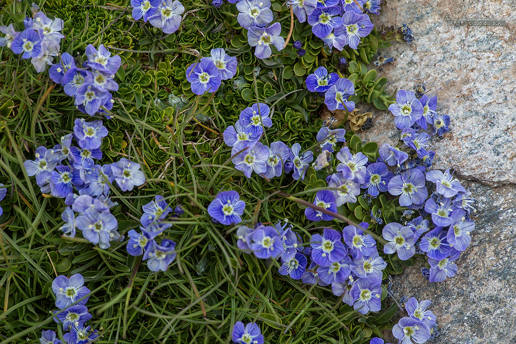 Veronica nevadensis