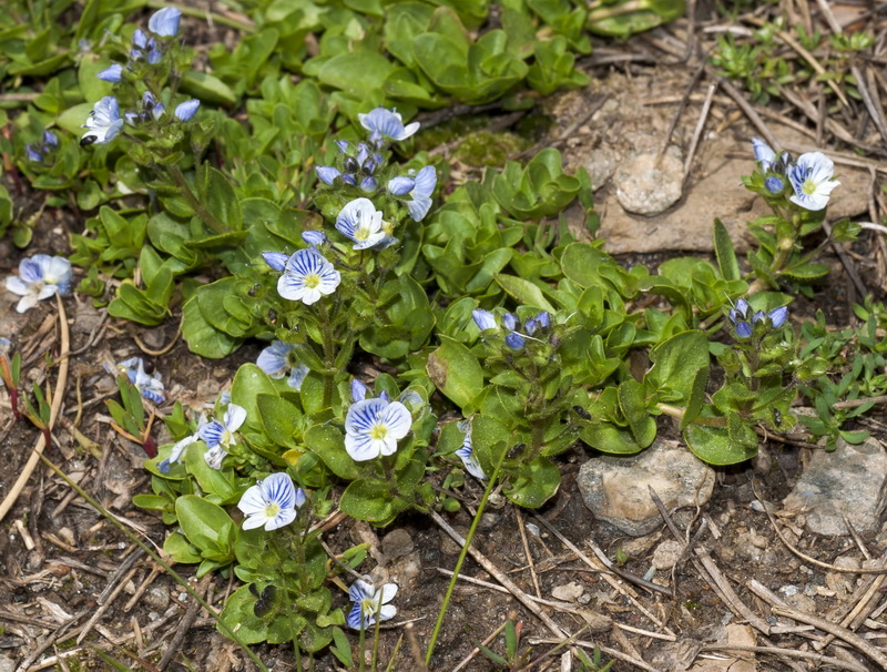 Veronica nevadensis.02