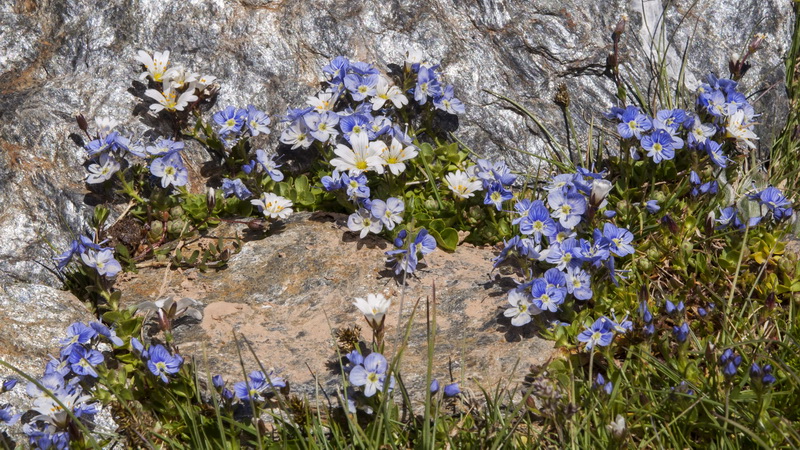 Veronica nevadensis.04