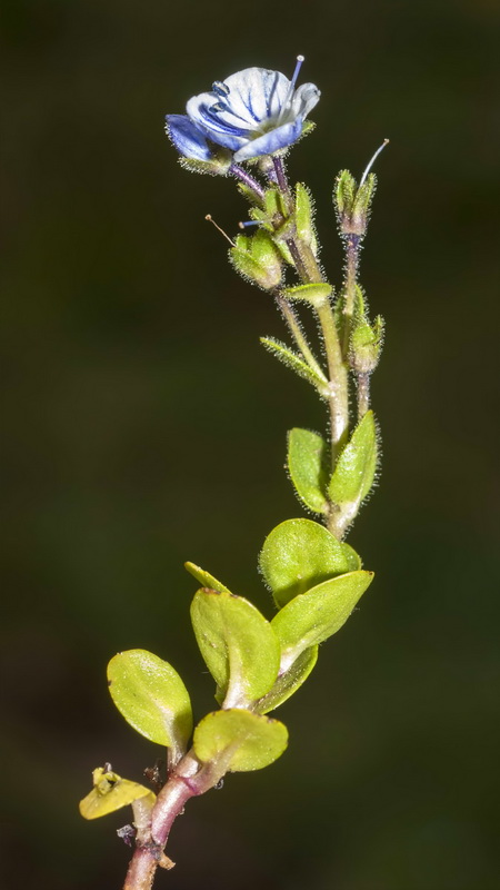 Veronica nevadensis.09