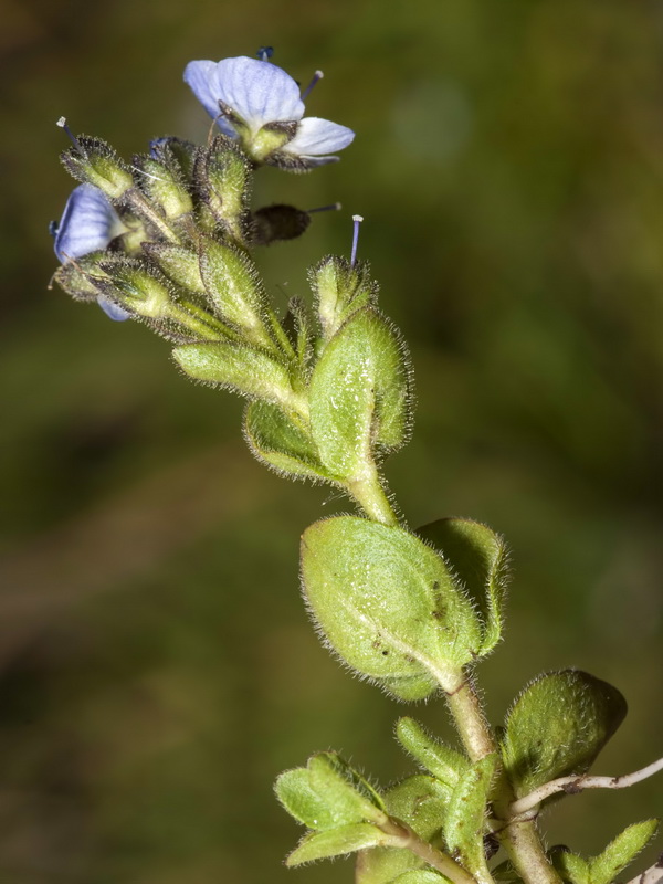 Veronica nevadensis.12