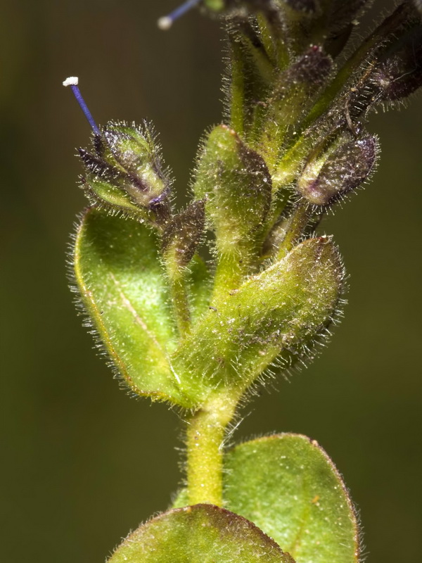 Veronica nevadensis.15