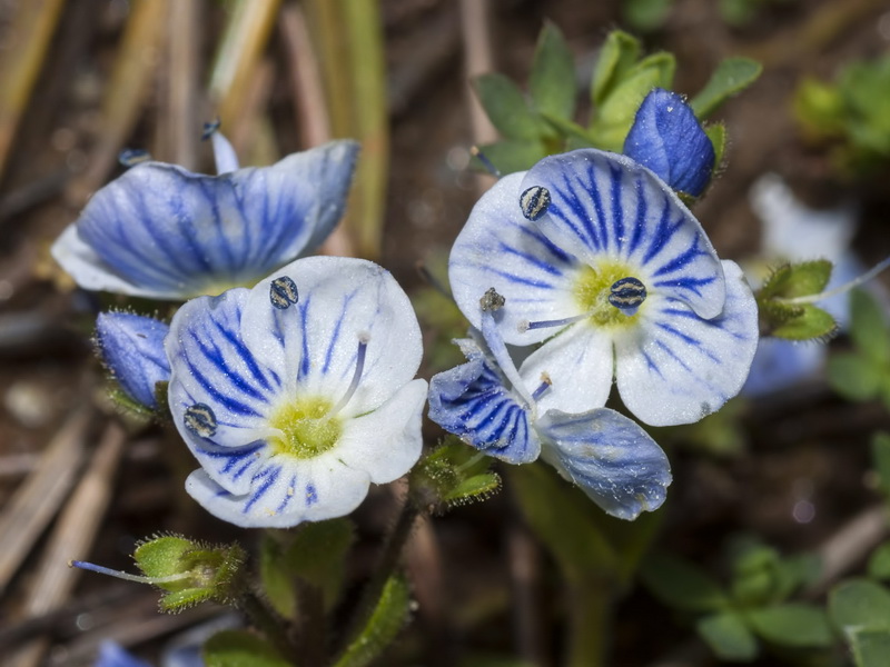 Veronica nevadensis.17