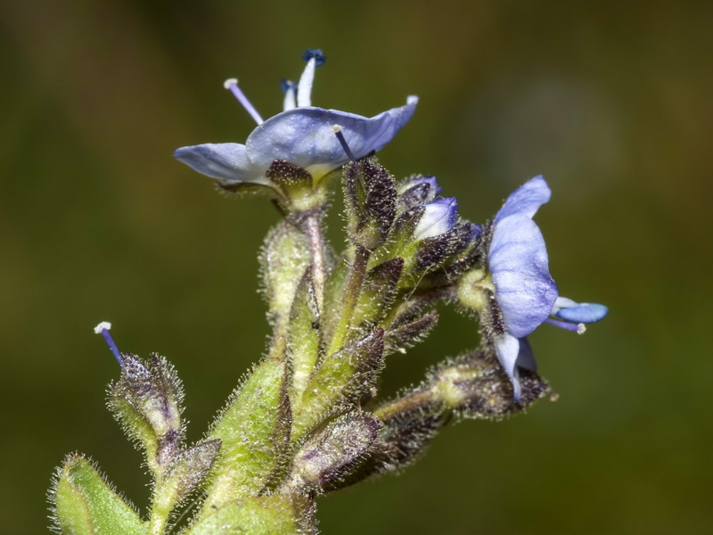 Veronica nevadensis.25