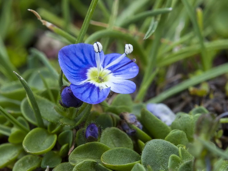 Veronica nevadensis.30