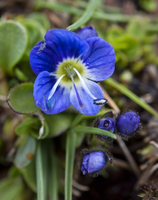 Veronica nevadensis.31