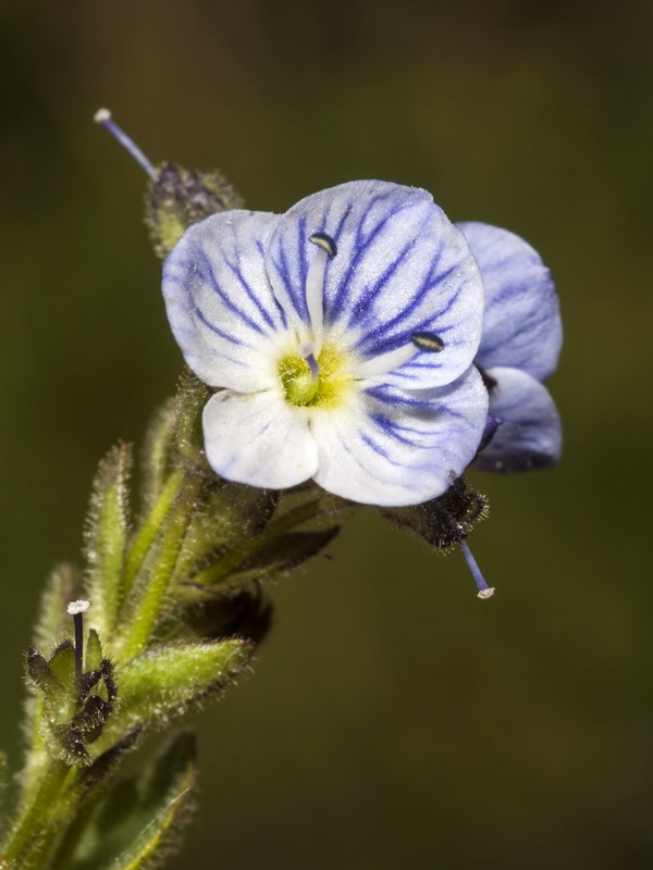 Veronica nevadensis.34