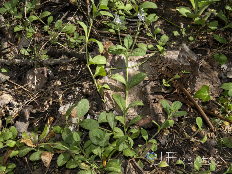 Veronica officinalis.01