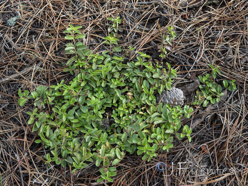 Veronica officinalis.02