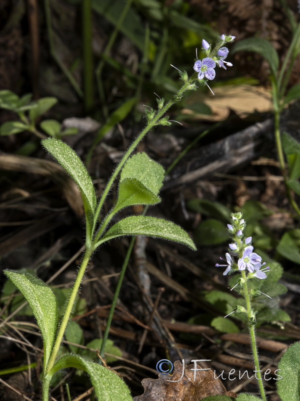 Veronica officinalis.04