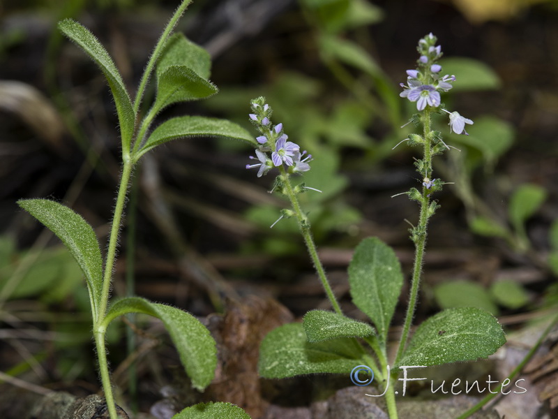 Veronica officinalis.05