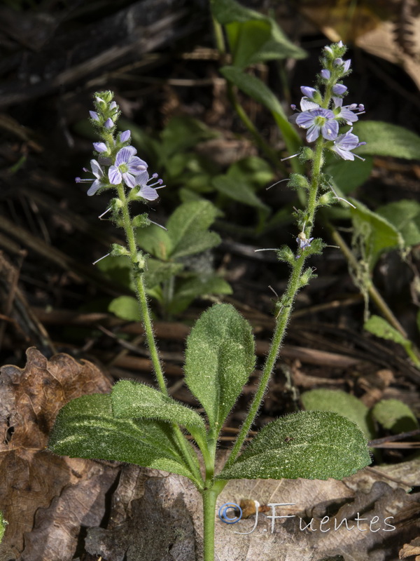 Veronica officinalis.06