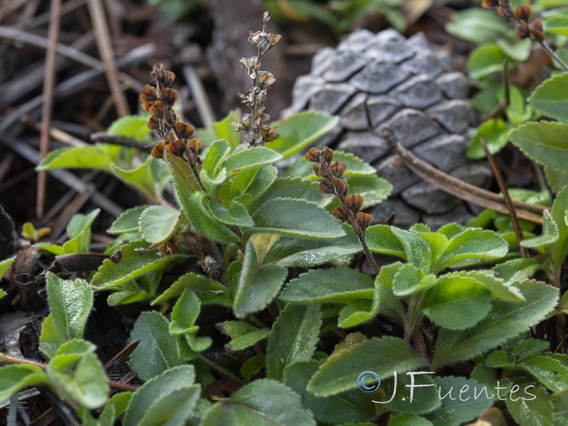 Veronica officinalis.07