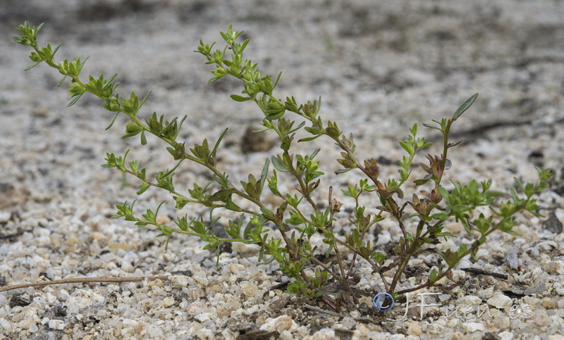 Veronica peregrina peregrina.01