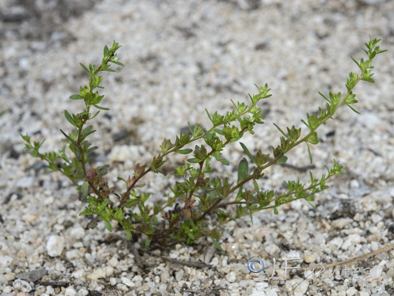 Veronica peregrina peregrina.03