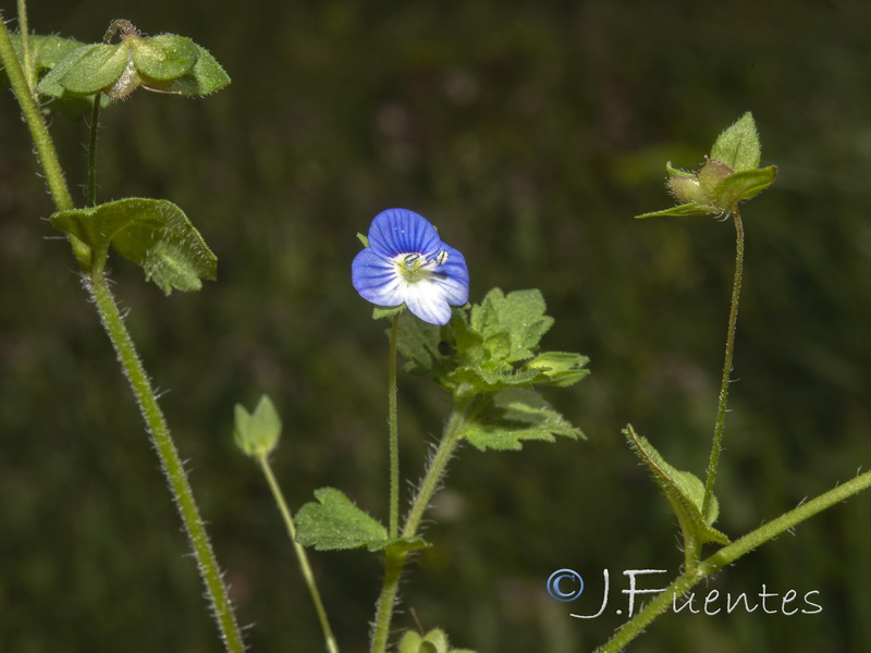 Veronica persica.02