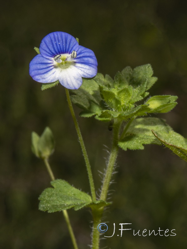 Veronica persica.03