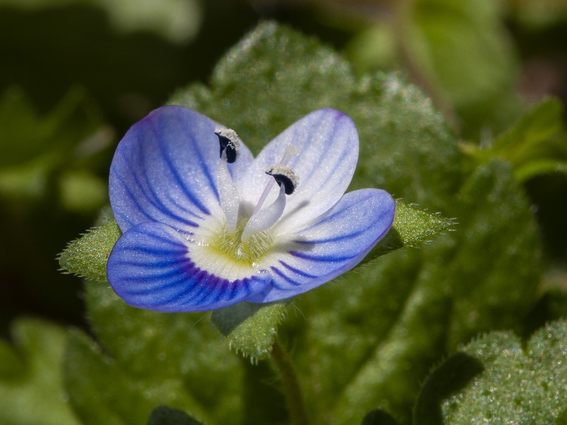 Veronica persica.08