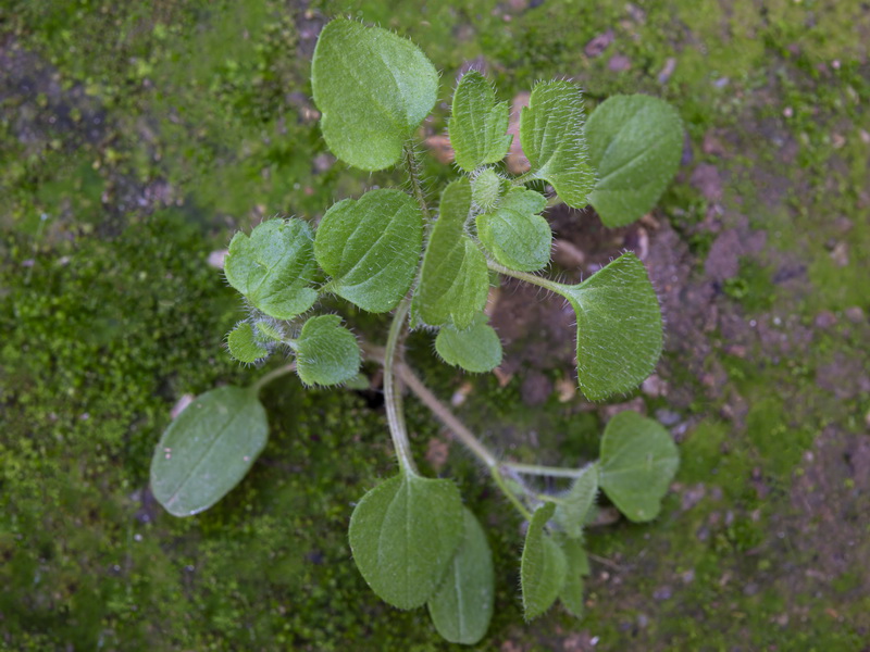 Veronica persica.11