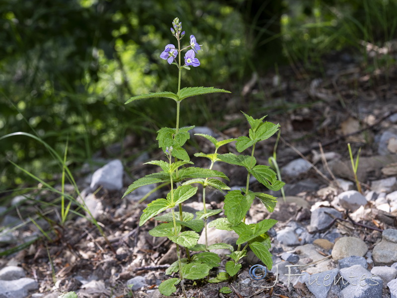 Veronica ponae.04