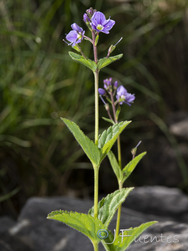 Veronica ponae.11