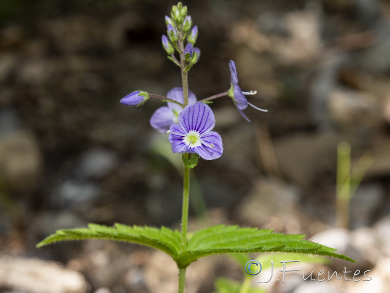 Veronica ponae