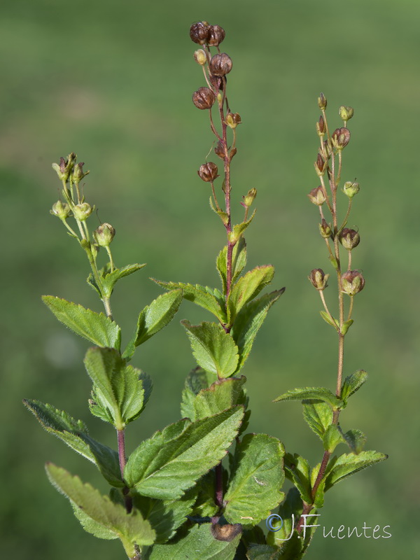 Veronica ponae.14