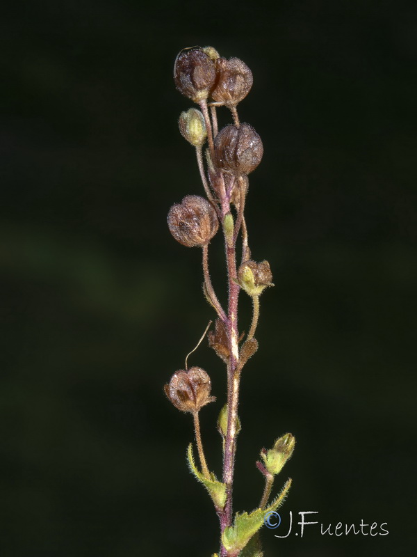 Veronica ponae.06