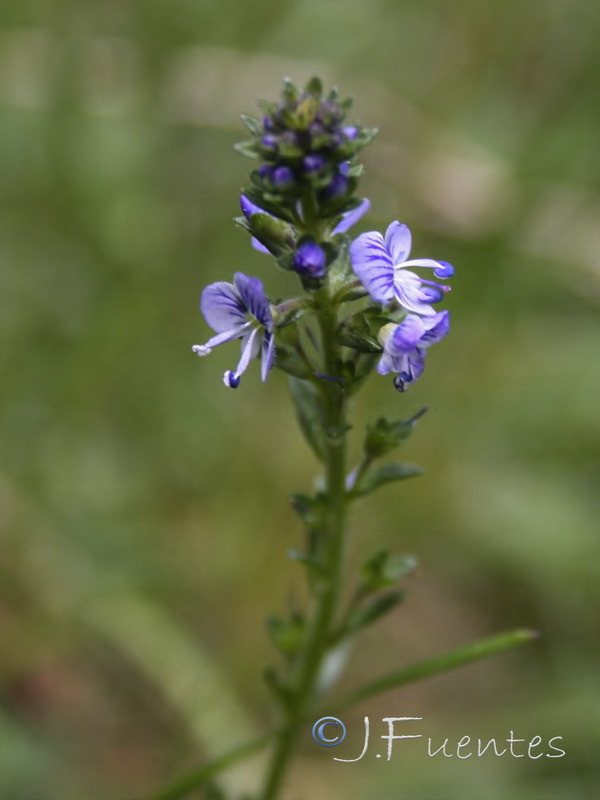 Veronica serpyllifolia serpyllifolia.05
