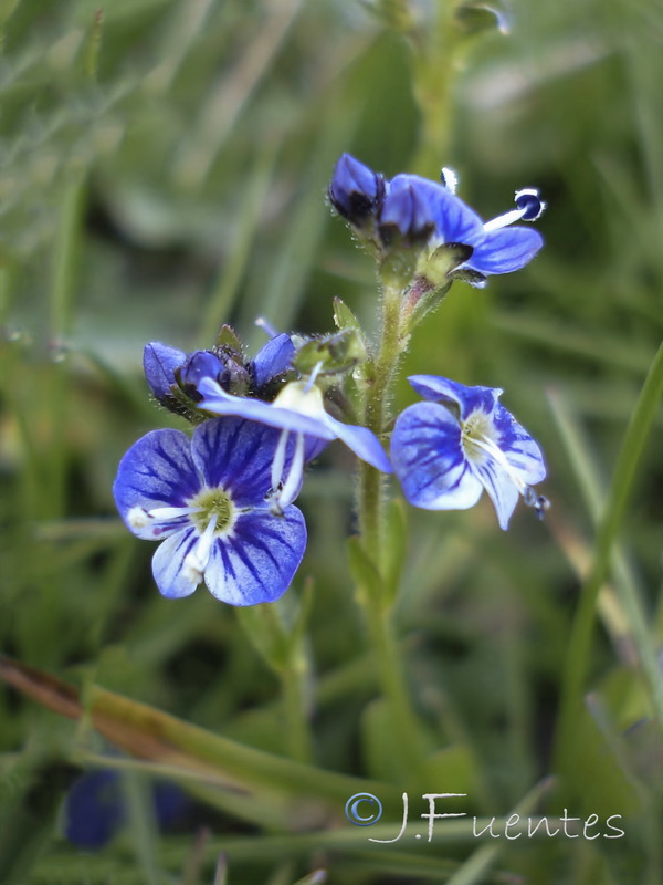 Veronica serpyllifolia serpyllifolia.07