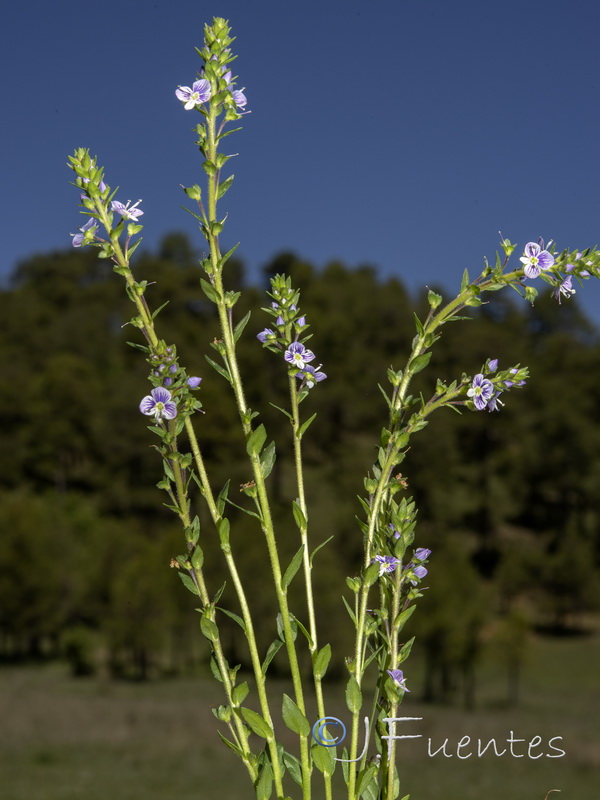 Veronica serpyllifolia serpyllifolia.08
