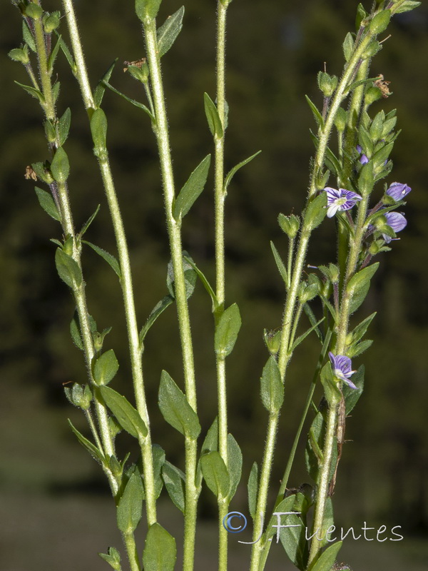 Veronica serpyllifolia serpyllifolia.09